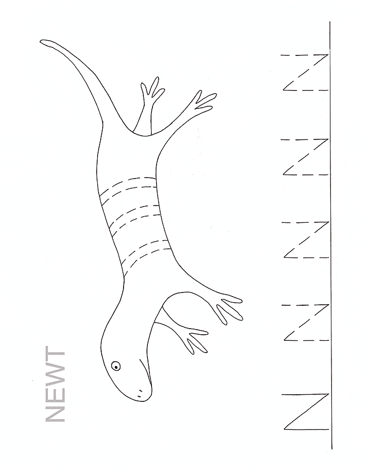 Newt coloring page - Animals Town - Animal color sheets Newt picture